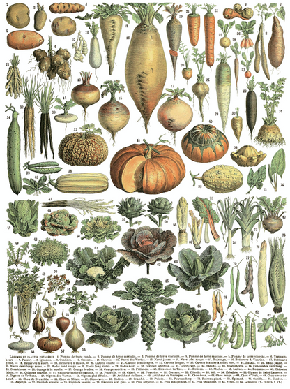 vegetable transfer IOD